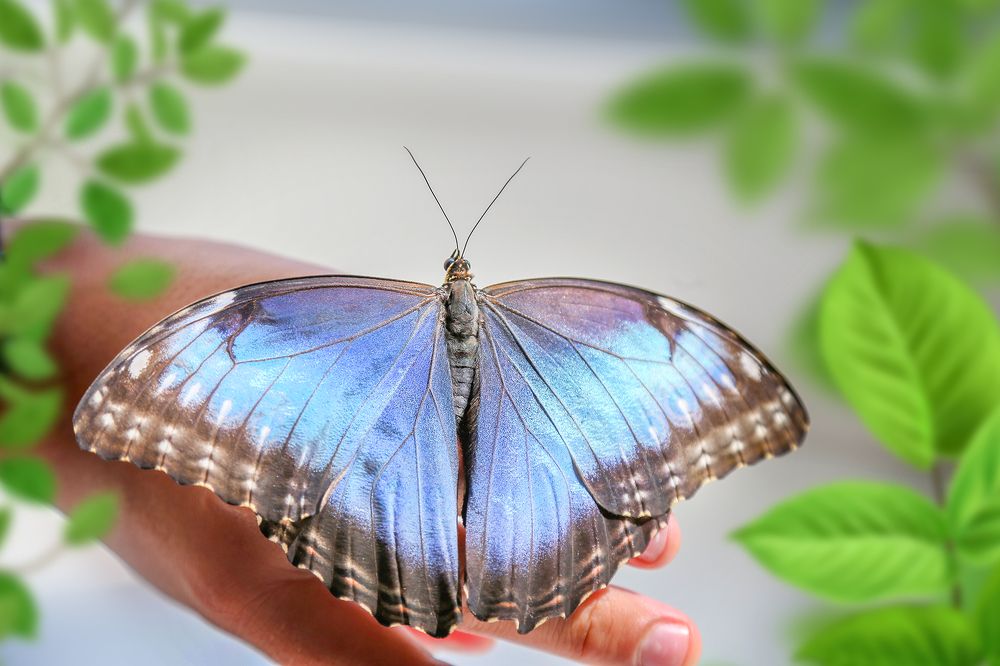Бабочка Синяя Морфо