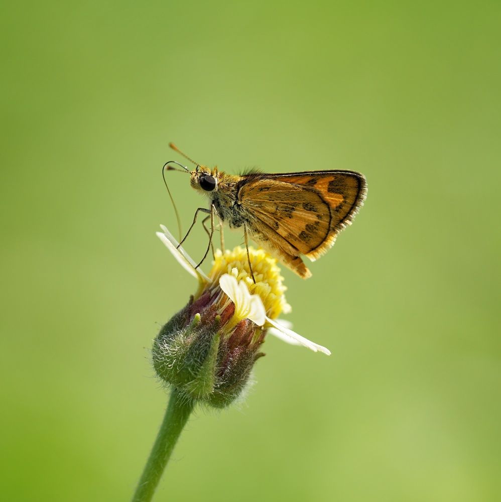 Skipper