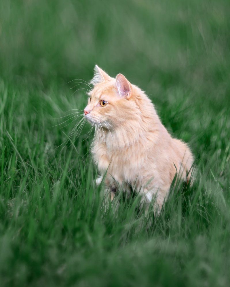 Усатый кот в зеленой траве