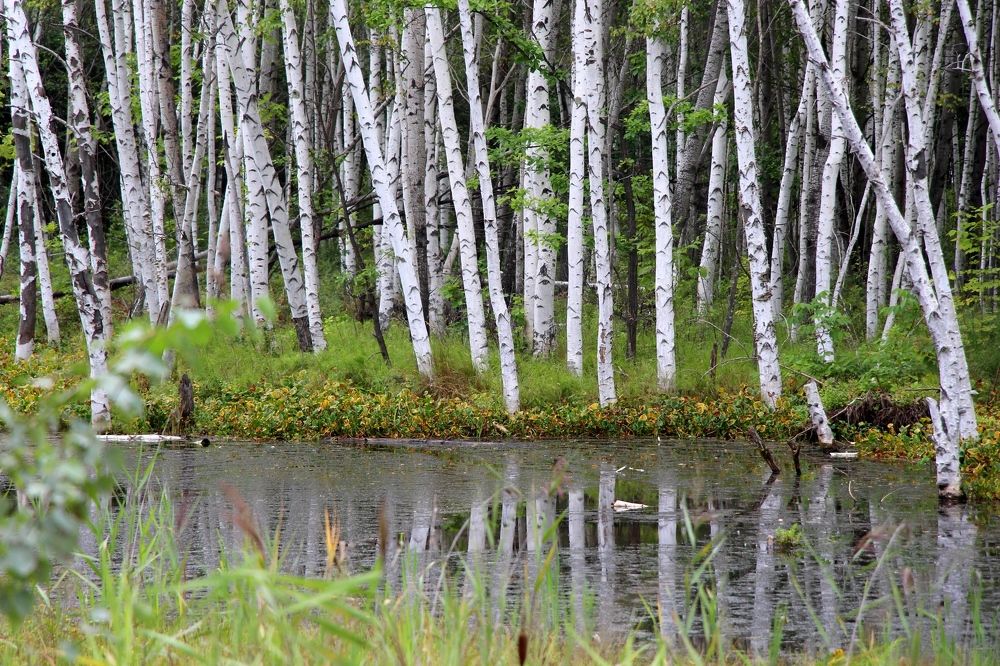 Березовый шум