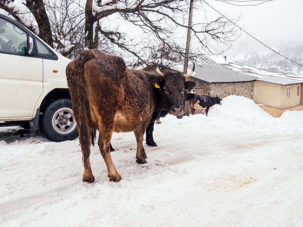 Georgian cow