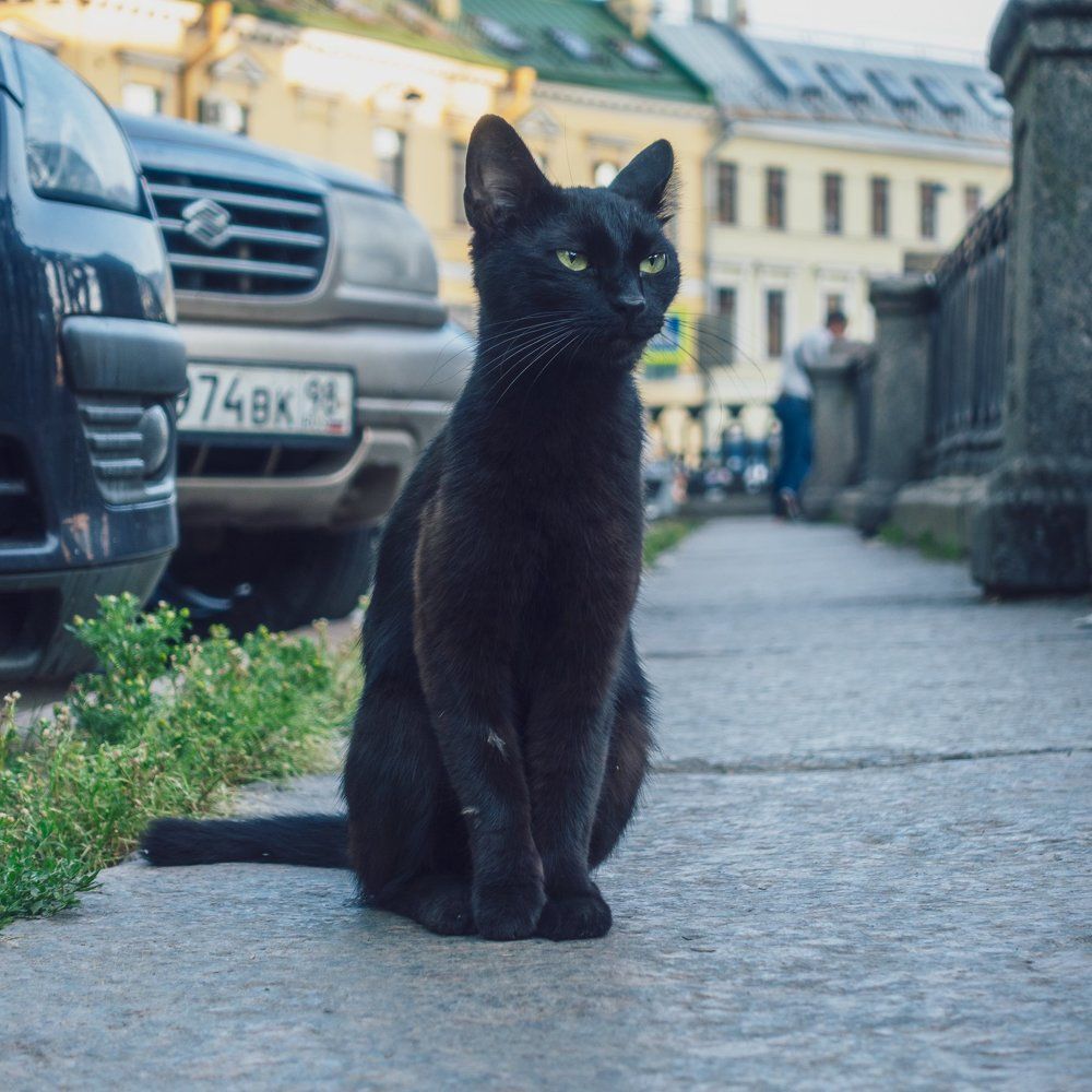 A cat in St. Petersburg