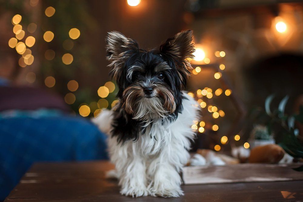 Лохматый Шокки