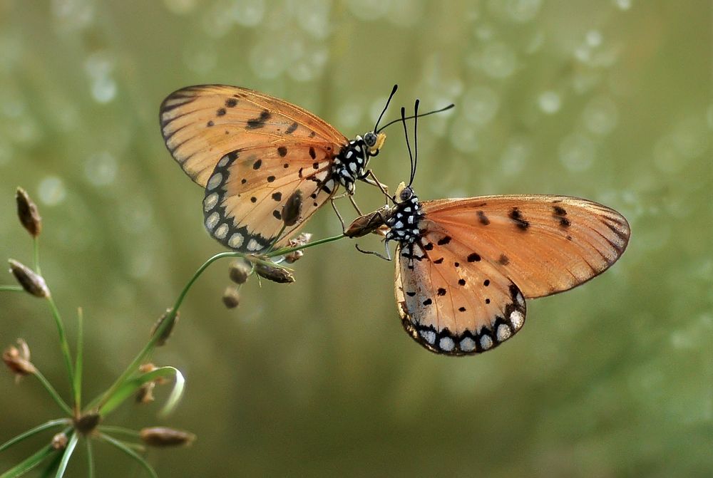 "the beauty of the Kapujan Butterfly"