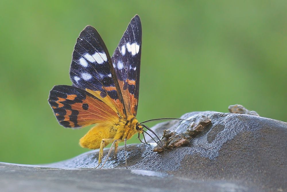 "the beauty of the Kapujan Butterfly"
