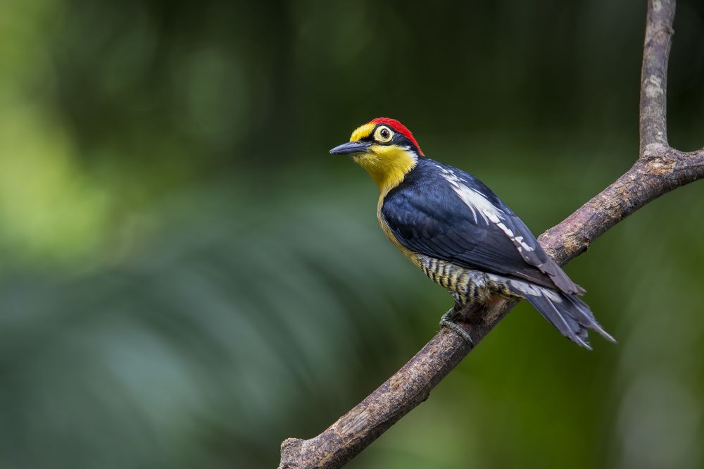 Yellow-fronted Woodpecker