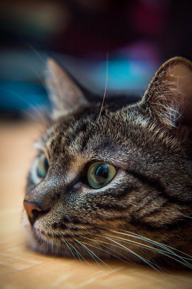 Мой питомец