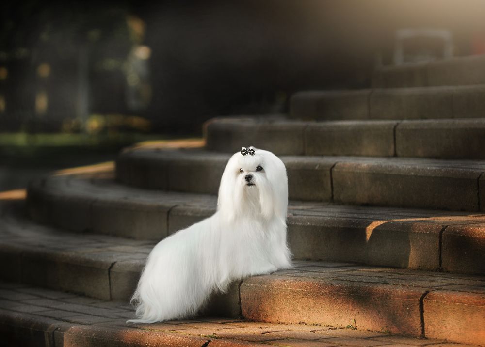 Мальтезе Пикси