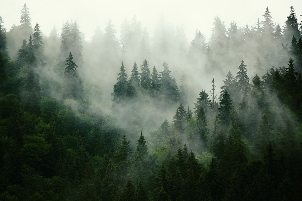 Misty forest in Carpathians