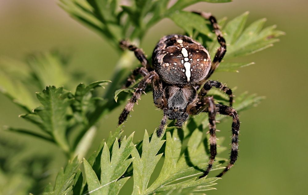 Photograph by Игорь Осипов