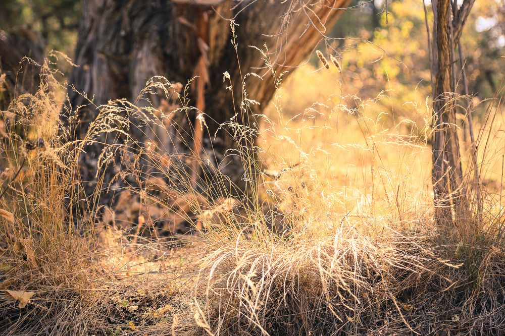 Горы Заамина