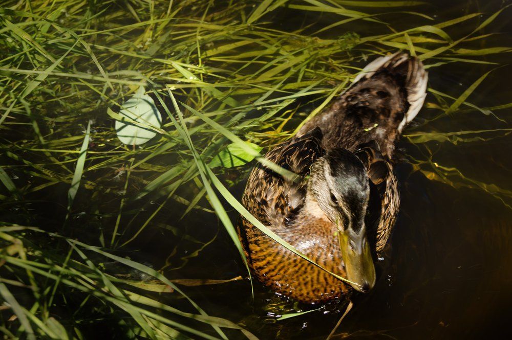 В камышах...