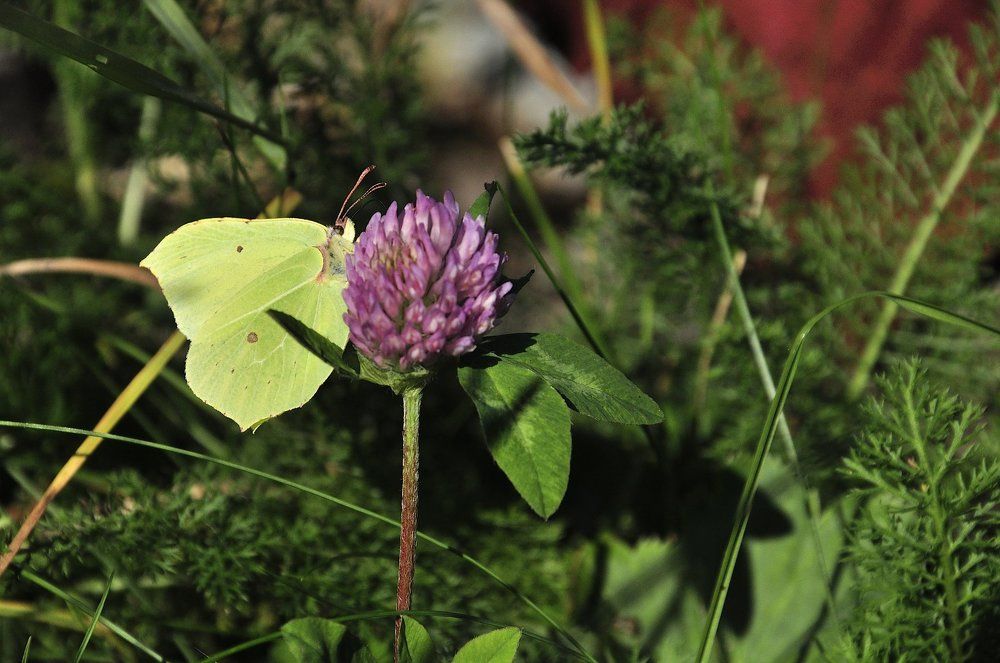 Бабочка-клевер