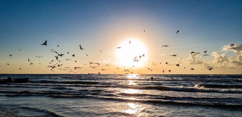 Birds playing in the sunrise