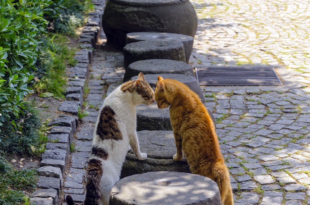 Ты кто такой?