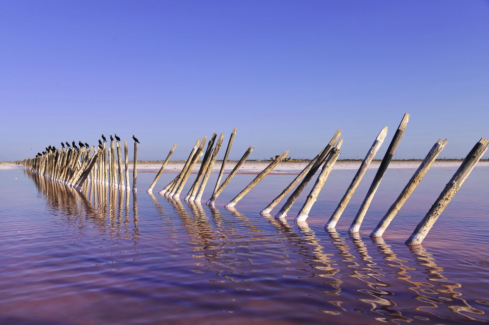 В розовом цвете....