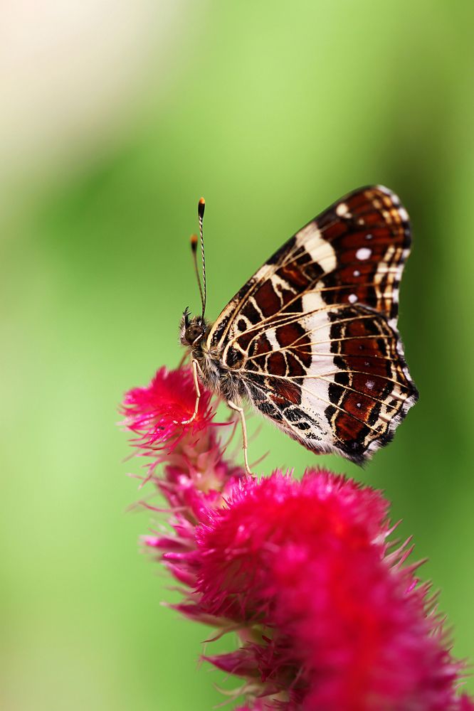 На пьедестале