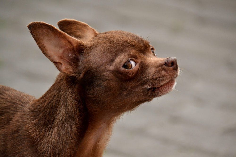 Photograph by Елена Боржковская