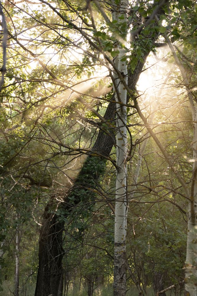 Туманный закат в лесу