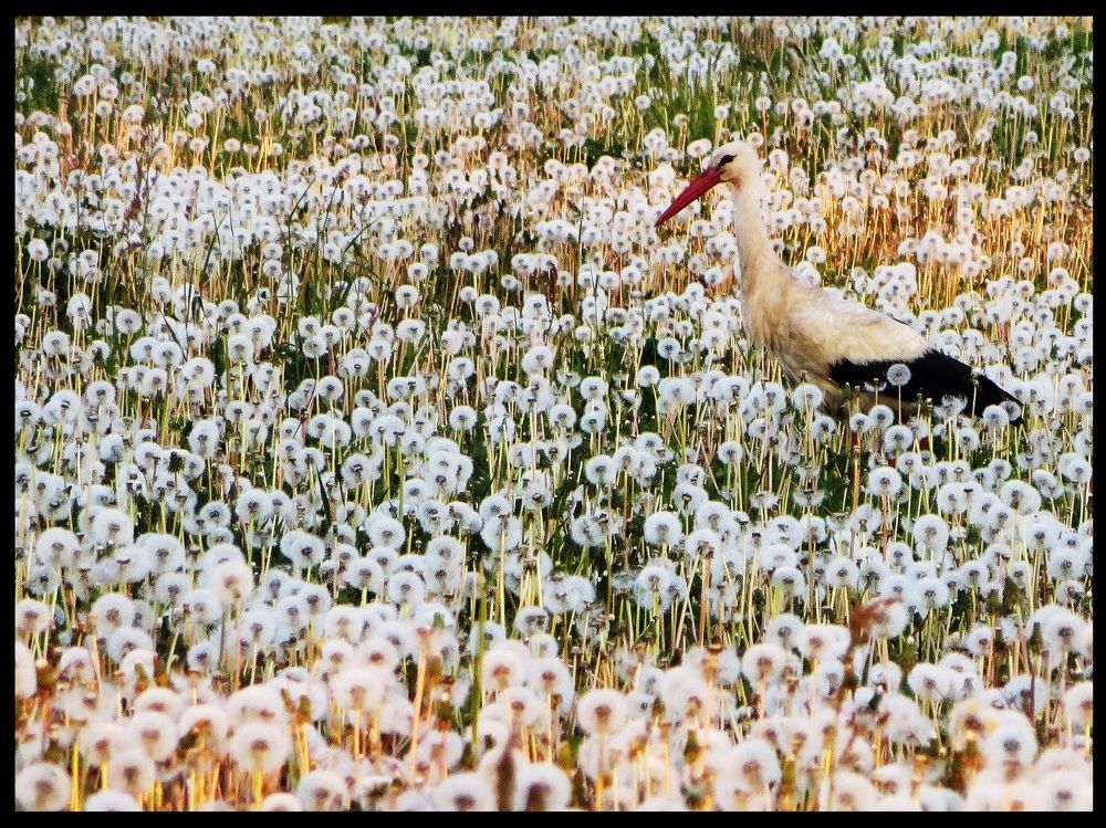 Stork - Bocian in the fields