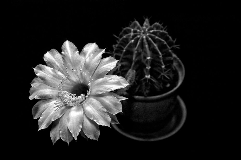 Цветение кактуса