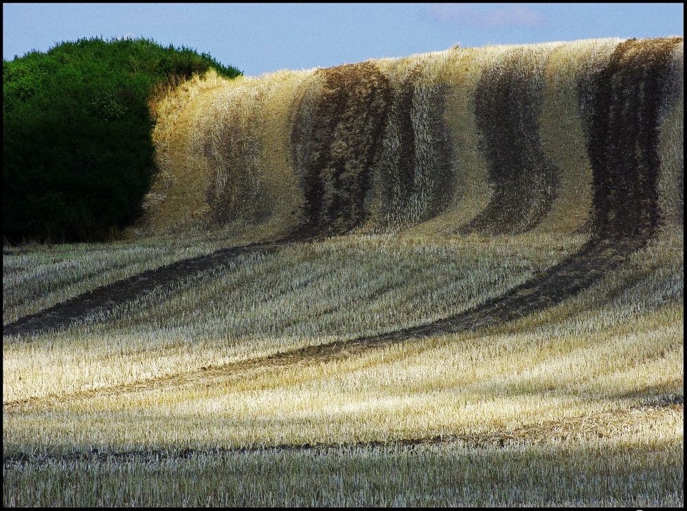 Carpet wave
