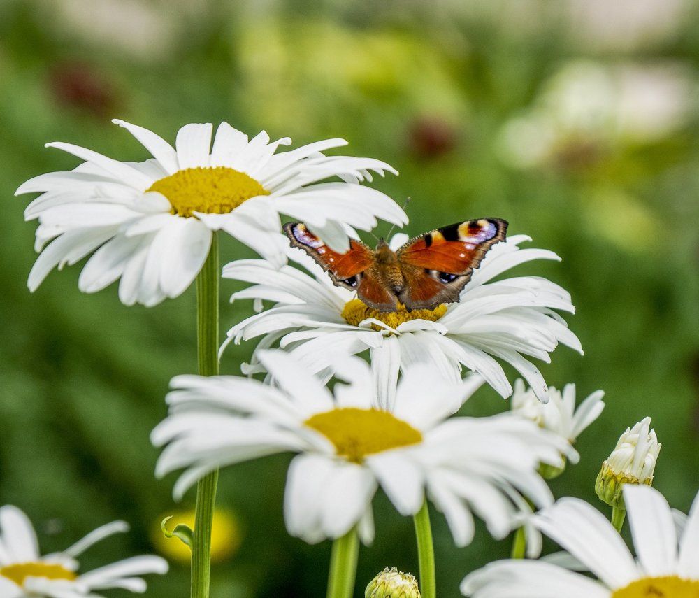 Июльская история дневного павлиньего глаза и ромашки...