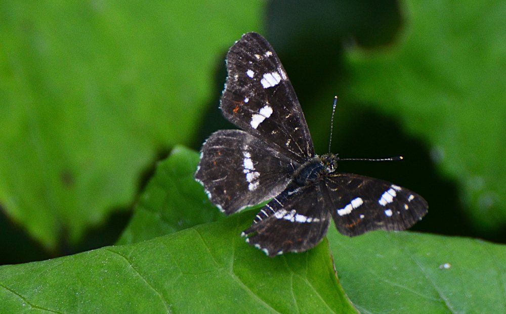 Photograph by Максим