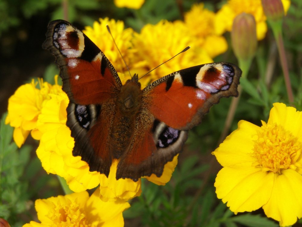 Бабочка на цветке