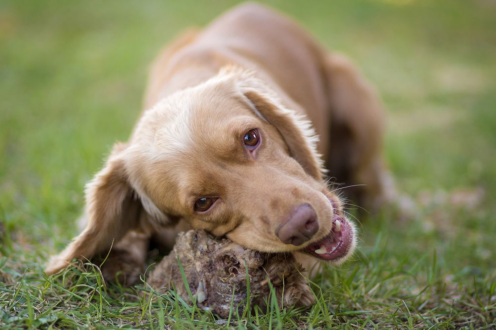 Нет ничего вкуснее сочной косточки!
