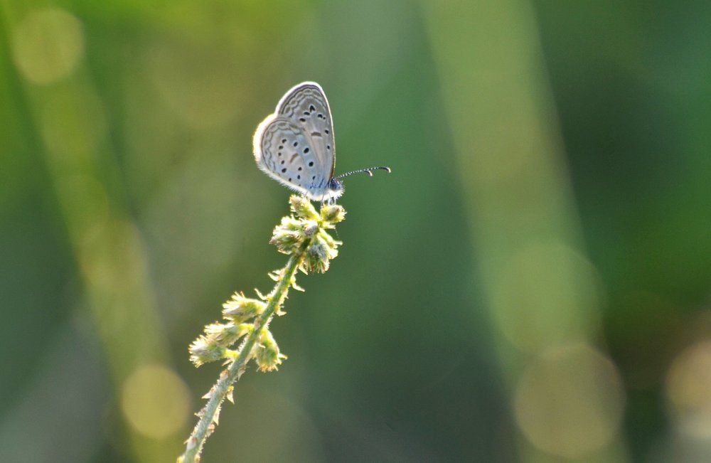 Butterfly in the Afternoon