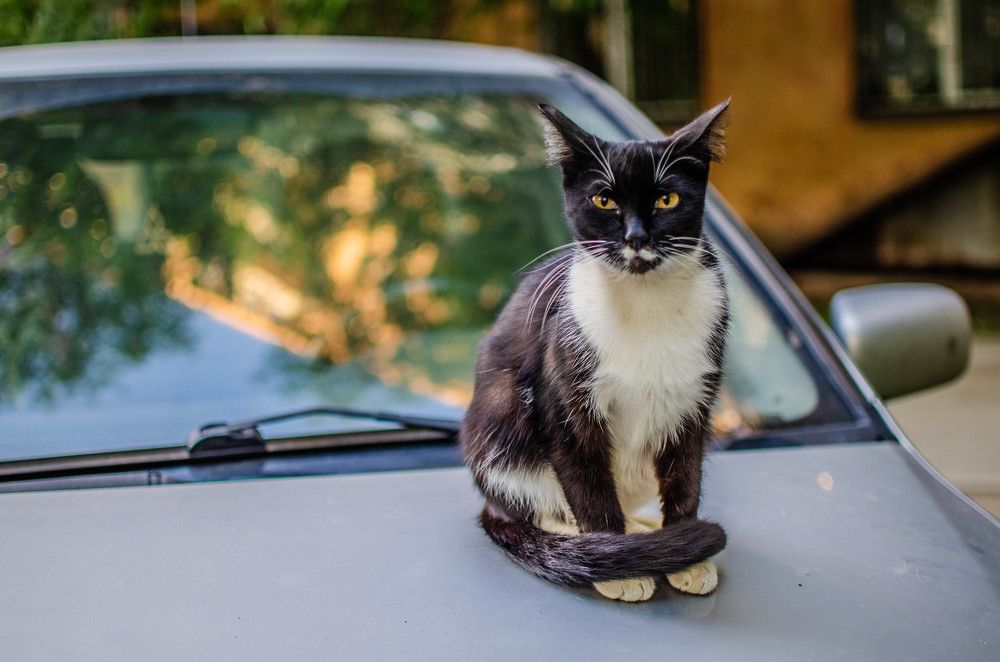 Страж двора