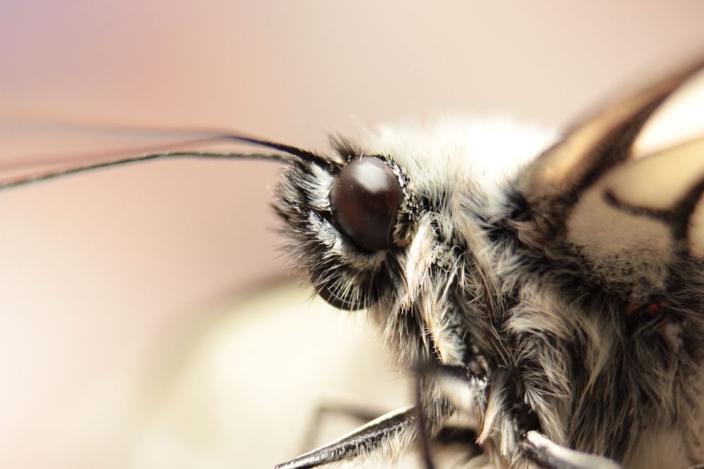 Photograph by Андрей Лекомцев