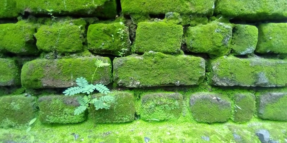Green wall