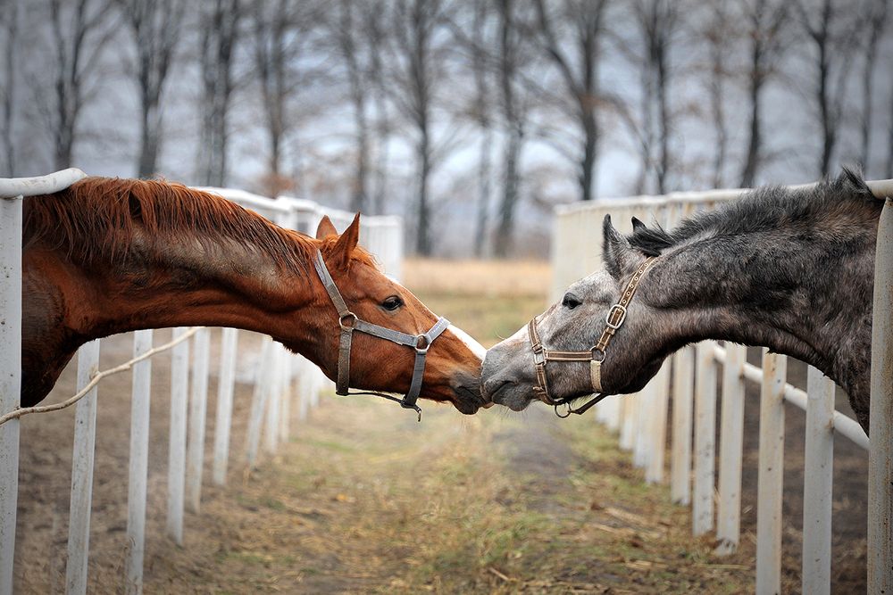ОСЕННИЙ ПОЦЕЛУЙ
