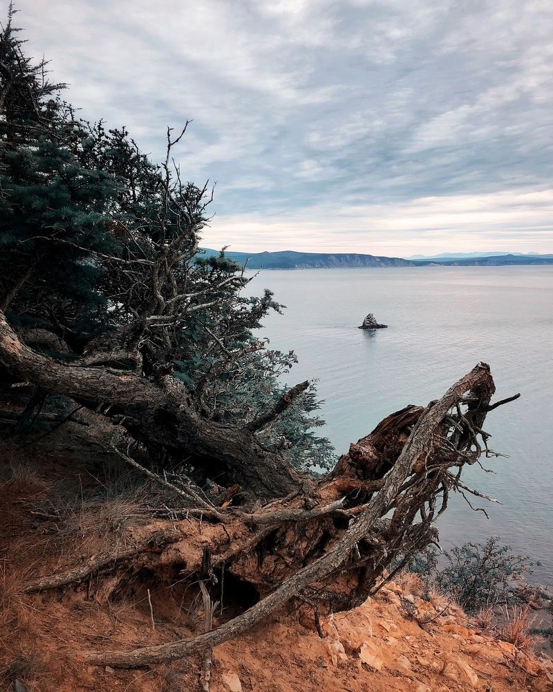 Охотоморский бонсай.