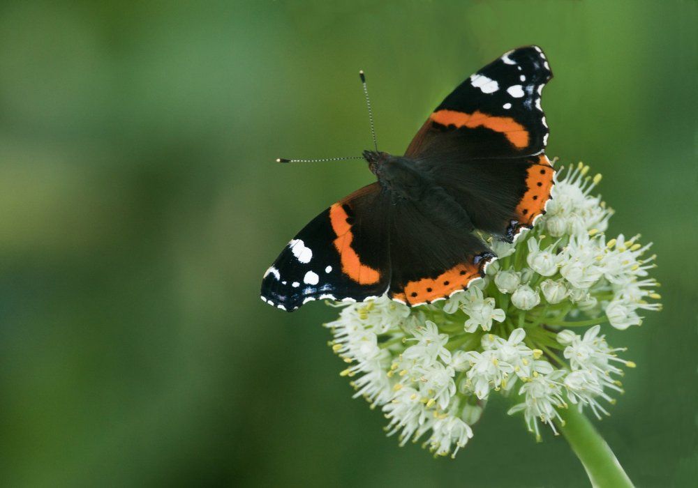 Vanessa atalanta