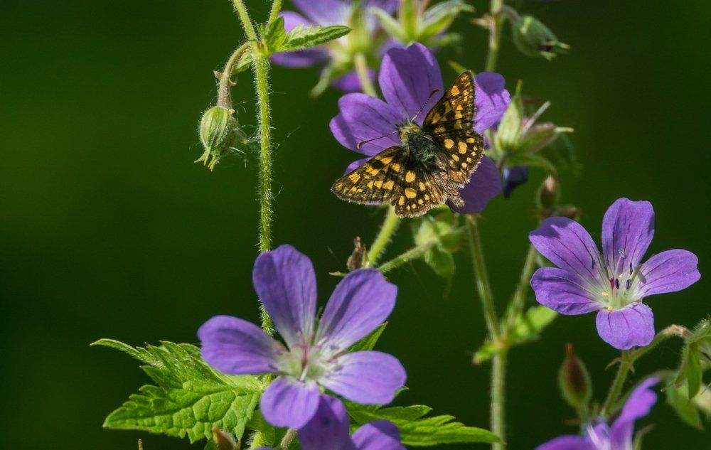 Chequered skipper