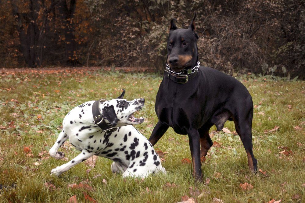 Не рычи, когда с тобой жена говорит!