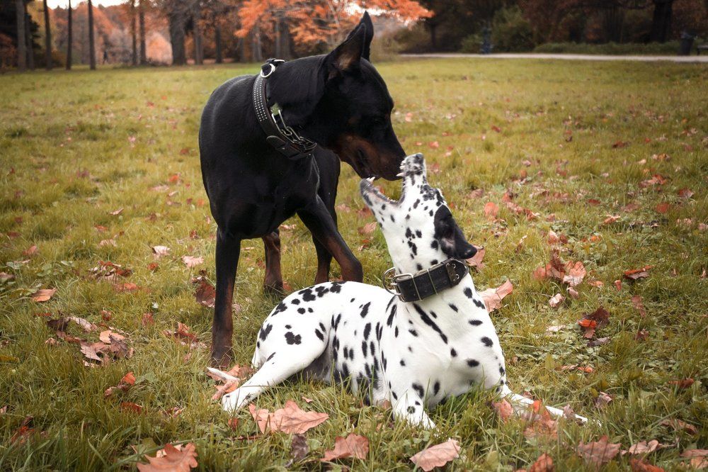 Собачьи нежности