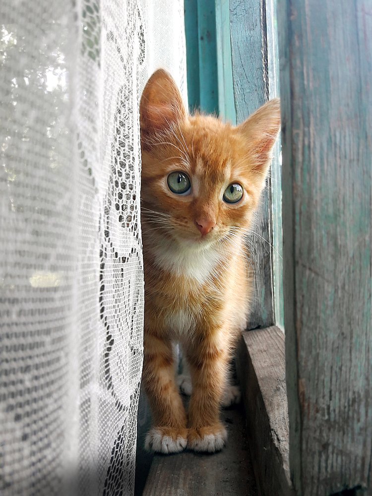 Котёнок по имени Гав