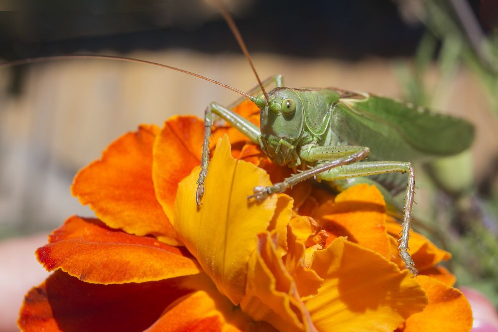 кузнец моего счастья