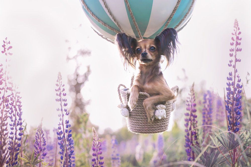 Воздухоплаватель