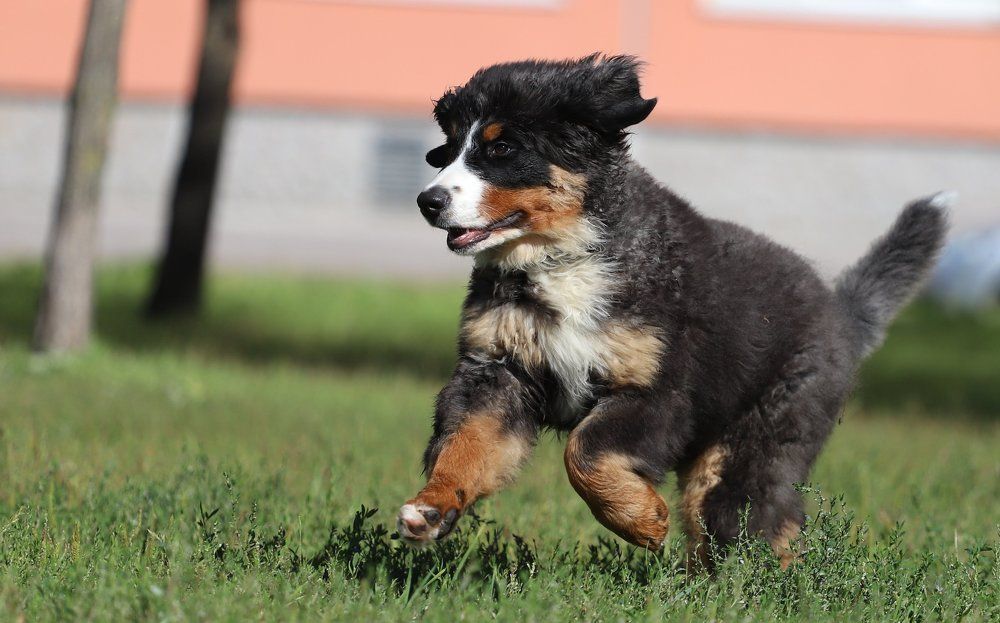 уши по ветру!