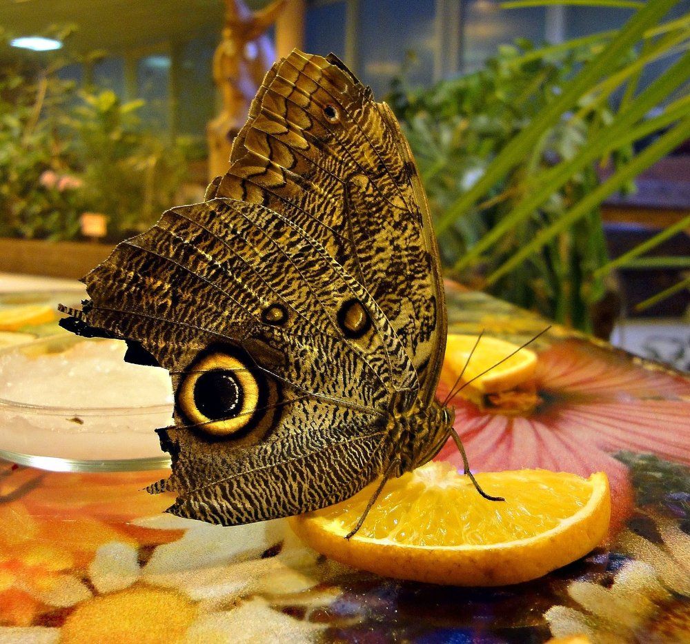 Сладкий обед