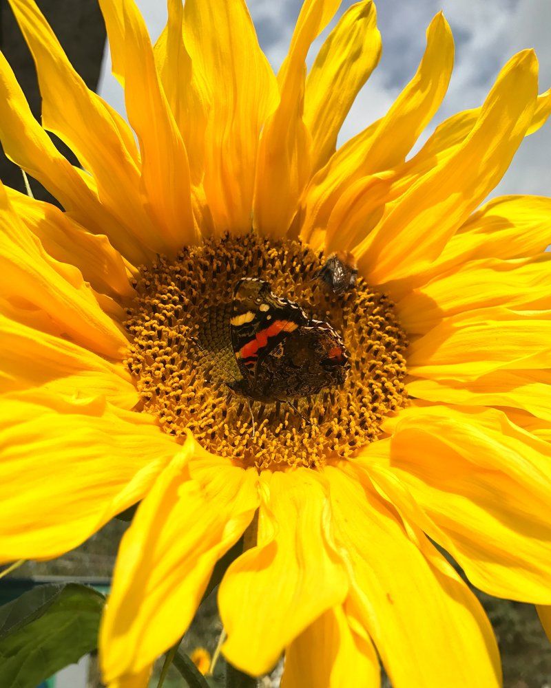 Маленькая гостья прилетела полакомиться подсолнухом