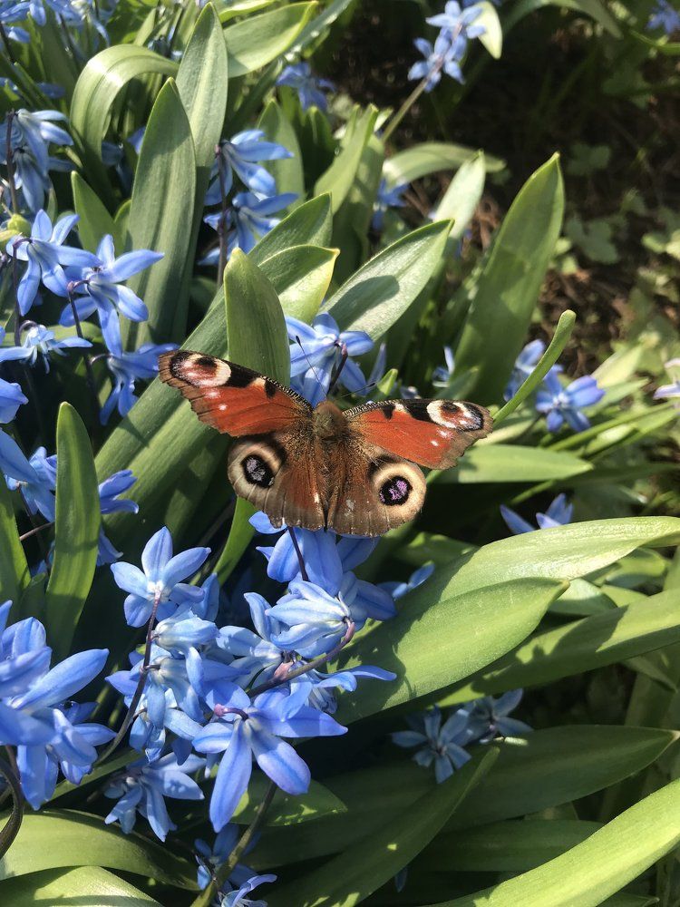 Ознаменование весны происходит с первыми цветами и первой бабочкой