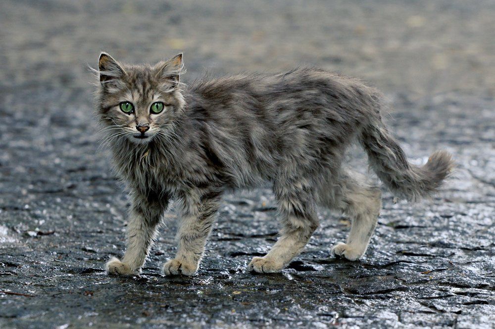 Photograph by Alexey Egiazarov