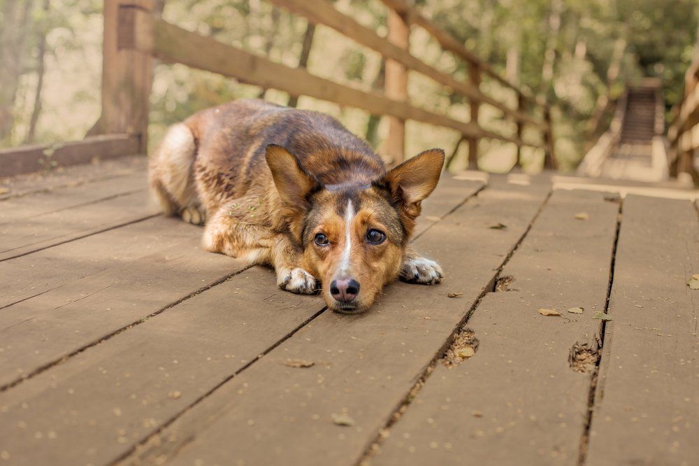 Хозяин, где ты?