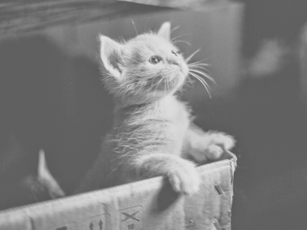 Что там за коробкой?